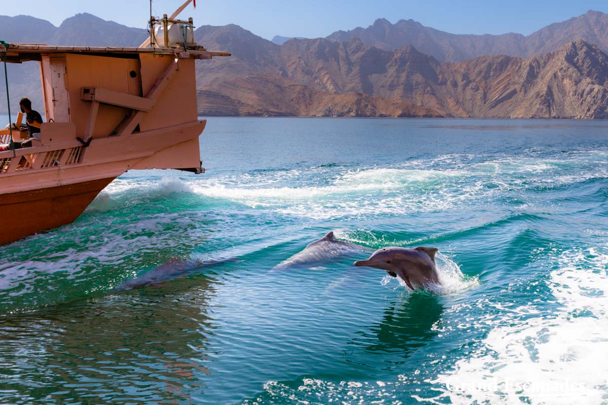 Dolphin Watching Trip